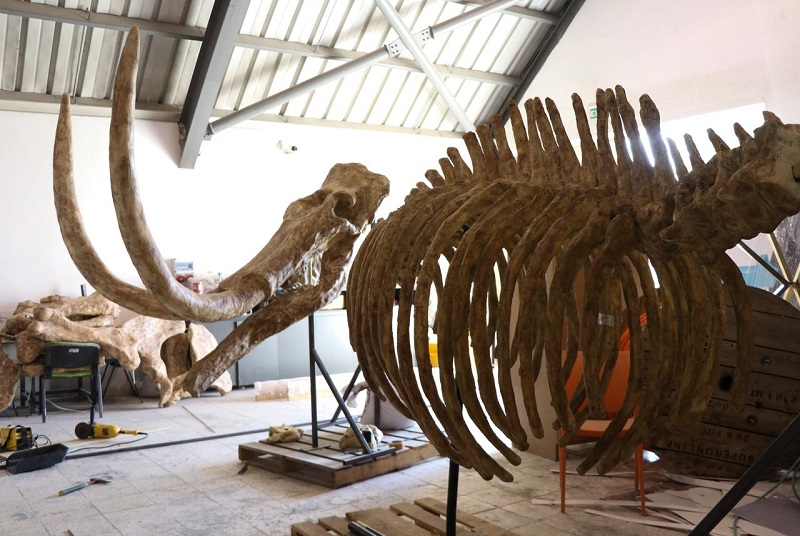 Окаменелости